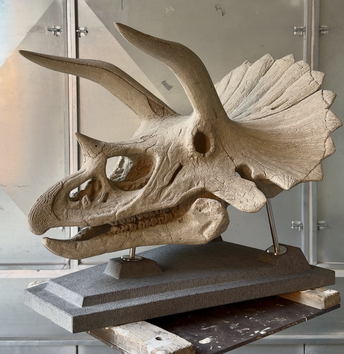 Triceratops-Schädel, Bildhauerarbeit von Florian Weber – Aufnahme 2 von 2